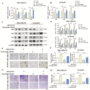 Effects of SHH signaling pathway inhibition on TNBC cell stemness under BPS treatment.